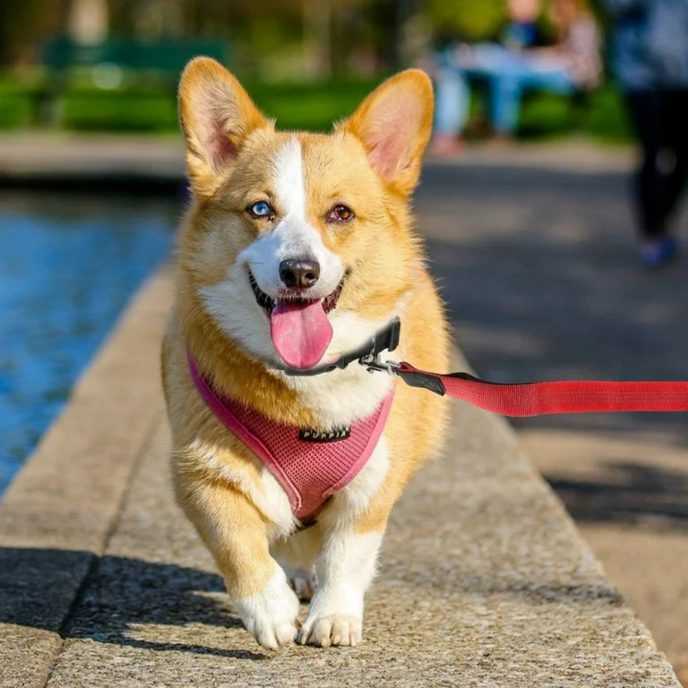 Leashes, Collars, & Harnesses