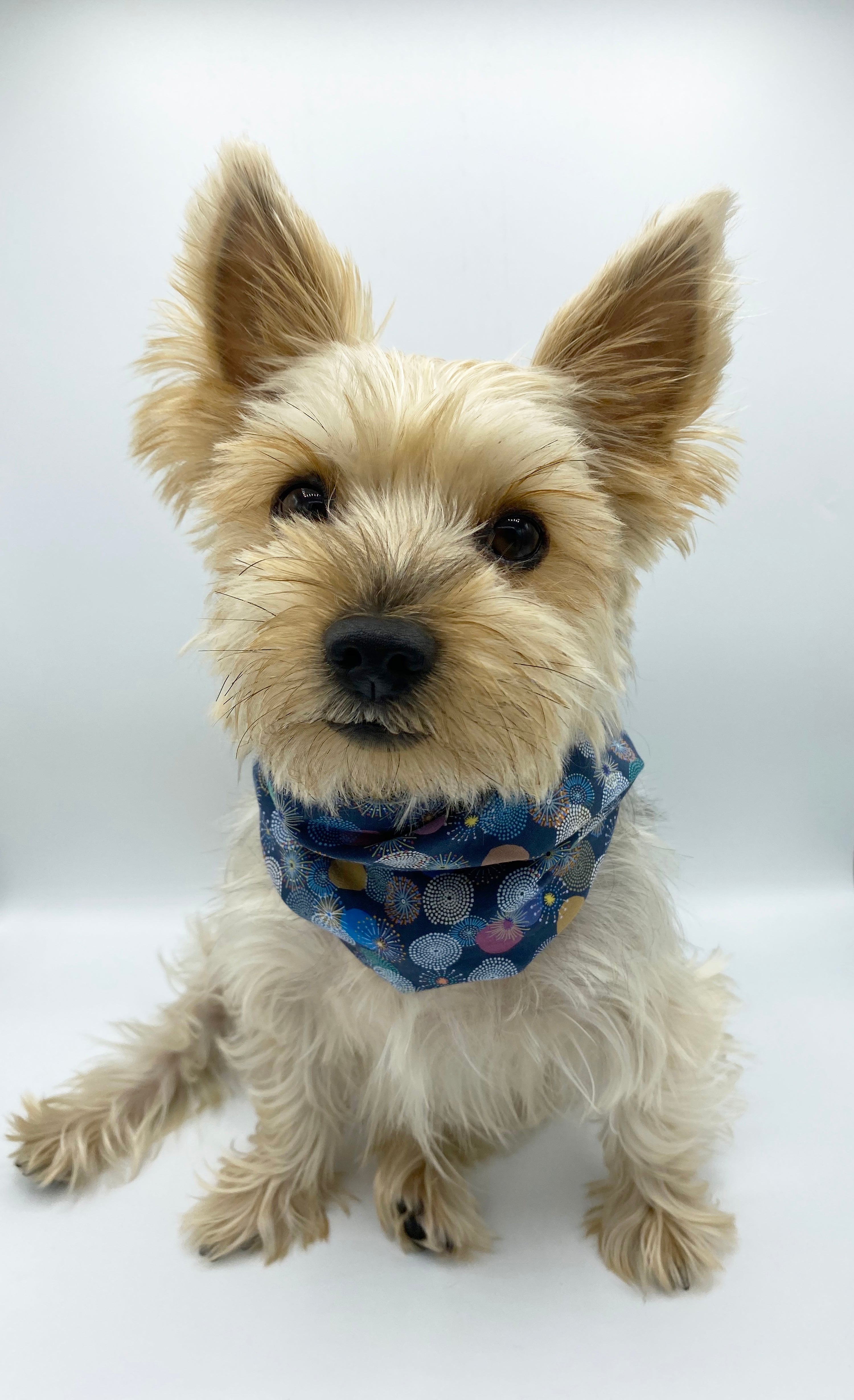 'Blair' Reversible Pet Snood